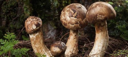 About Bhutan Matsutake Mushrooms