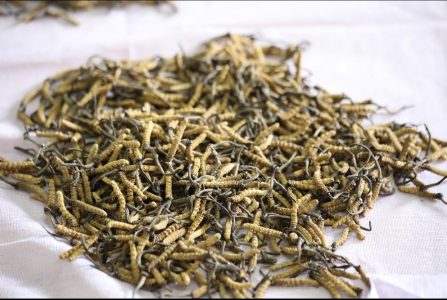Druk Herbal Cordyceps Green Tea